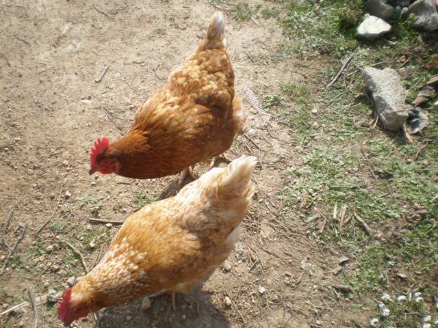 Imagenes de gallinas - Imagui