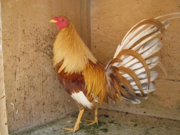 Formas de encontrar gallos y gallinas buenos IV | Gallos de pelea ... Formas de encontrar gallos y gallinas buenos IV | Gallos de pelea ...
