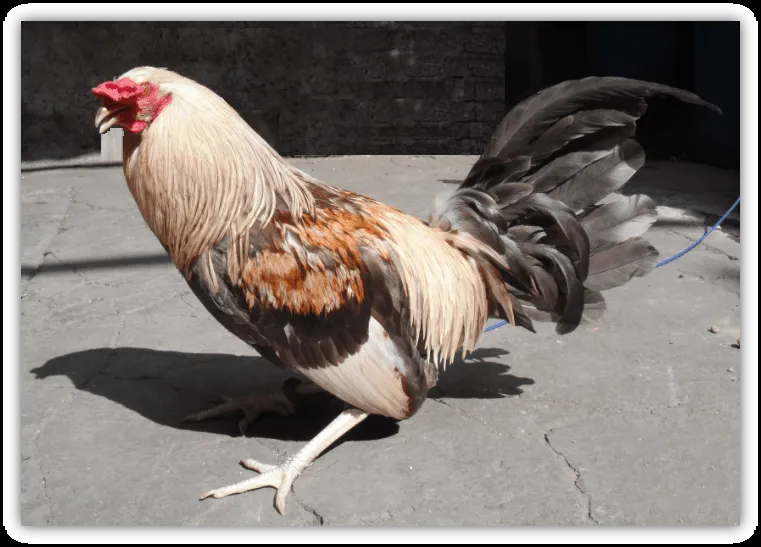 Imagenes de gallos giros cenizos - Imagui