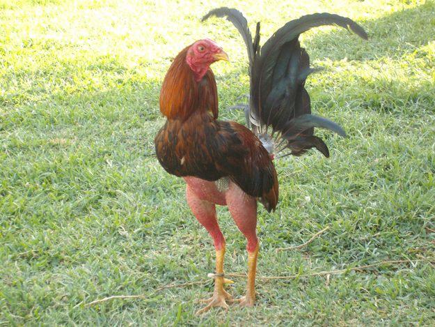 Imagenes de gallos de pelea finos | Imagenes Imagenes de gallos de pelea finos | Imagenes
