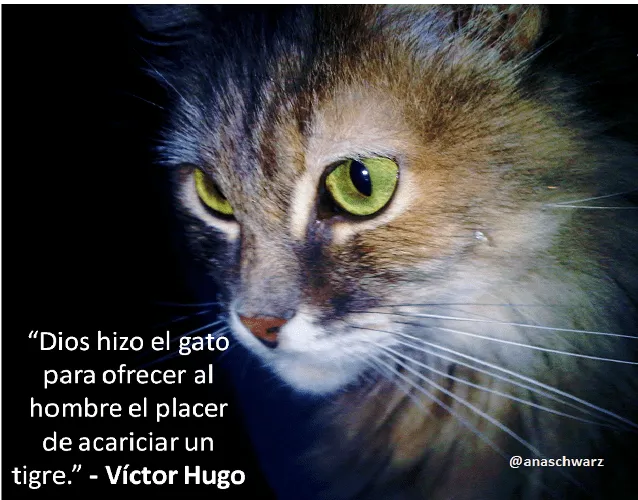 Imágenes bonitas de gatitos con mensajes | Imagenes Tiernas ...