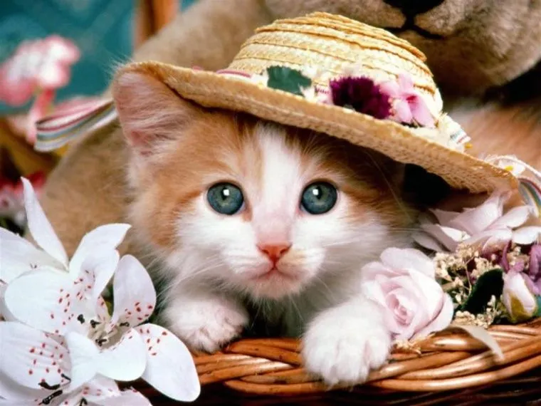 GATITA ENAMORADA - Imagui