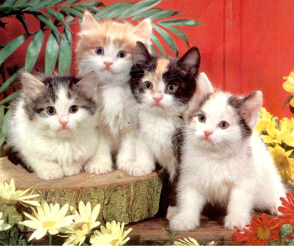 imagenes de gatitos