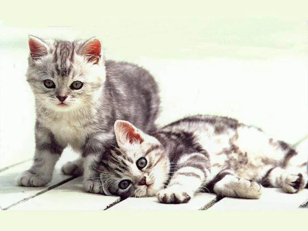 Mil Imágenes: Gatitos