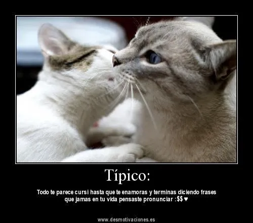 Imagenes de gatitos enamorados con frases - Imagui