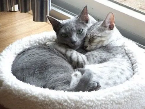 Imágenes de gatitos enamorados | Imagenes Tiernas - Imagenes de Amor Imágenes de gatitos enamorados | Imagenes Tiernas - Imagenes de Amor