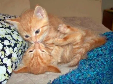 Mi gato esta loco!!: Besitos Gatunos