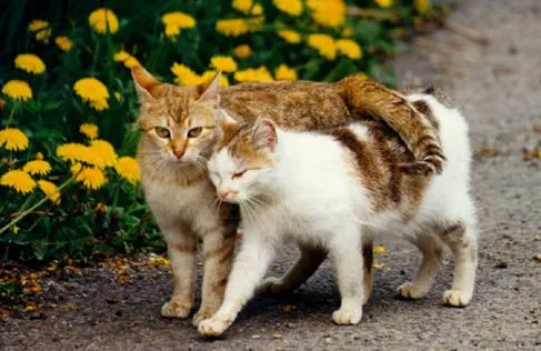 Imagen de gata enamorada - Imagui