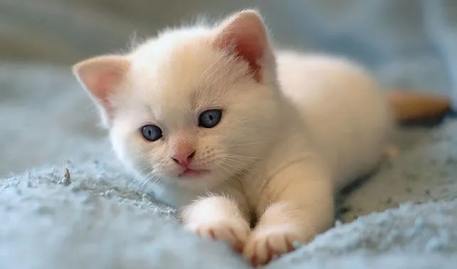 Imagenes de gatitos chiquititos y tiernos - Imagui