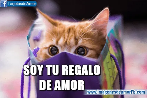 Gatitos tiernos con mensajes de amor - Imagui