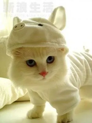 Imagenes de gatitos con gorro - Imagenes Gratis