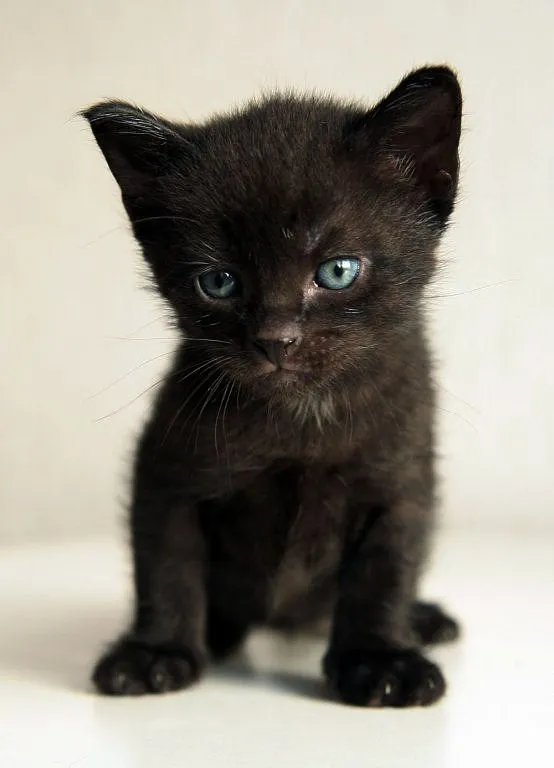 Imagenes de gatitos negros - Imagui