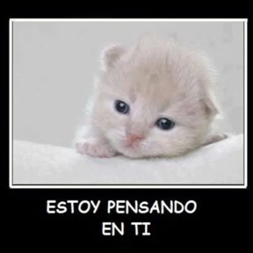 Imágenes con Gatitos para decir Estoy Pensando en Ti | Imagenes ... Imágenes con Gatitos para decir Estoy Pensando en Ti | Imagenes ...