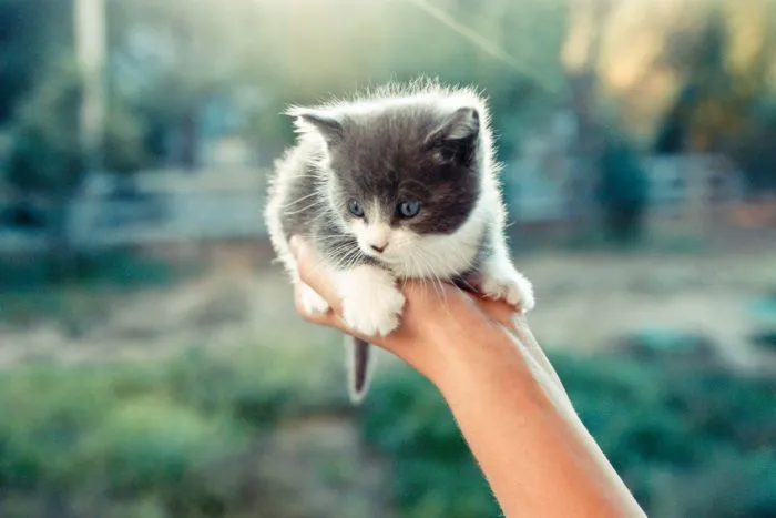 Imágenes de gatitos pequeños muy graciosos para compartir - Mil ... Imágenes de gatitos pequeños muy graciosos para compartir - Mil ...