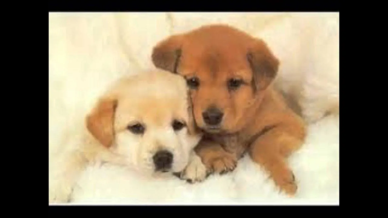 imagenes de gatitos y perritos tiernos gatitos y perritos tiernos ... imagenes de gatitos y perritos tiernos gatitos y perritos tiernos ...