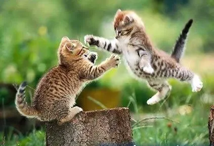 Imagenes de gatitos con poemas - Imagui
