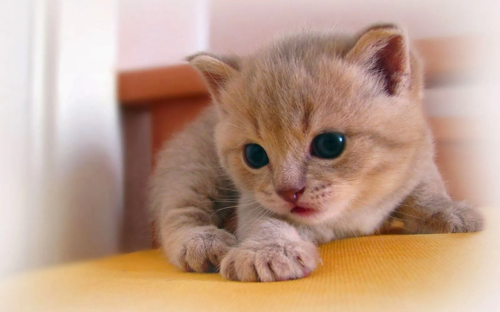 Imagenes de gatitos tiernos | Fotos Bonitas de Amor | Imágenes ... Imagenes de gatitos tiernos | Fotos Bonitas de Amor | Imágenes ...