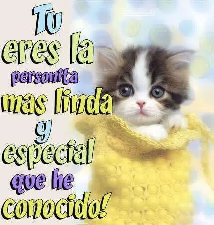 imagenes de gatitos tiernos con frases de amor | Frases Motivación ... imagenes de gatitos tiernos con frases de amor | Frases Motivación ...