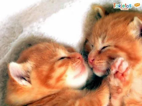 Imágenes de gatos de amor - Imagui