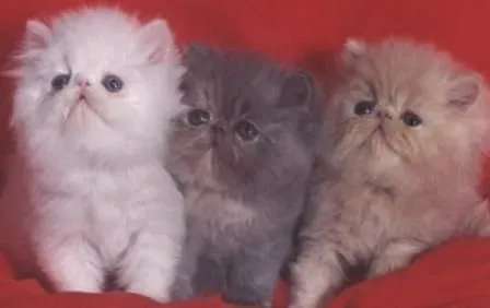 Imagenes de gatos angora bebés - Imagui