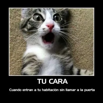 Imágenes de Gatos Bonitos en graciosas situaciones – Información ... Imágenes de Gatos Bonitos en graciosas situaciones – Información ...