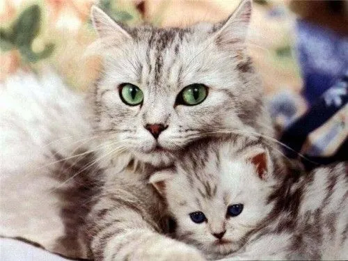 Imagenes de los gatos mas bonitos del mundo - Imagui Imagenes de los gatos mas bonitos del mundo - Imagui