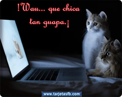 Imagenes de gatos chistosos con frases - Imagui