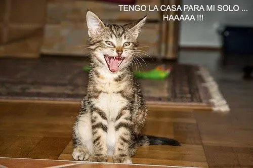 Imágenes De Gatos Chistosos: Gatito con orejotas | Imágenes Y ... Imágenes De Gatos Chistosos: Gatito con orejotas | Imágenes Y ...