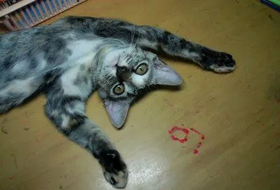 imagenes de gatos chistosos!!!!...ven pasa. - Taringa!