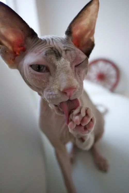 Gatos egipcios - Imagui