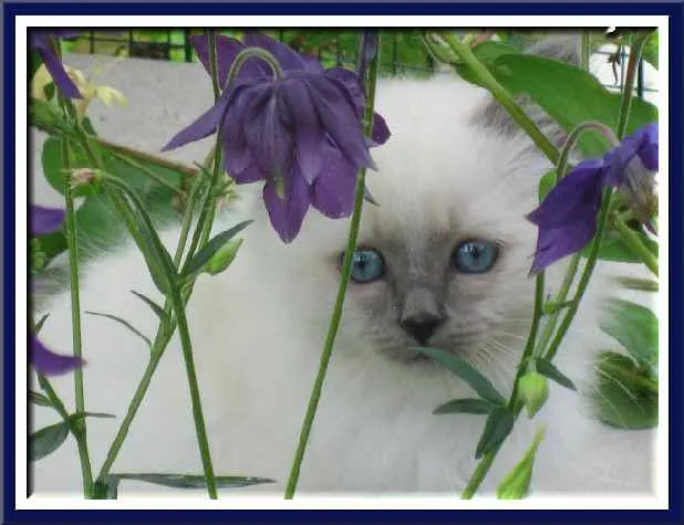 Imagenes de gatos con flores - Imagui Imagenes de gatos con flores - Imagui