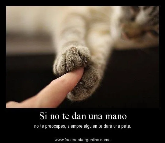 gatos