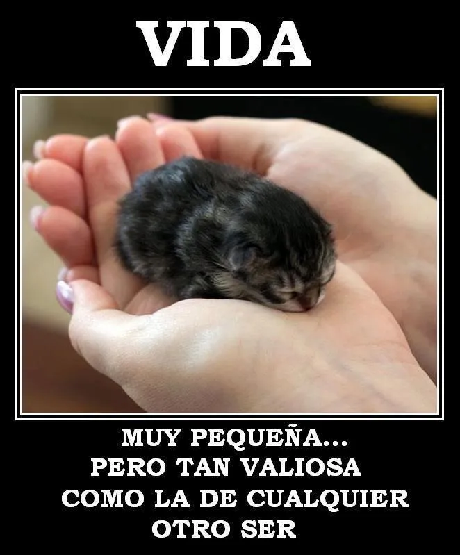 consejos para mascotas: Frases de animalitos.... consejos para mascotas: Frases de animalitos....