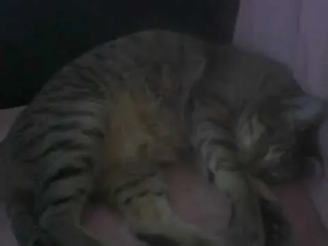 gatos gordos chistosos - YouTube