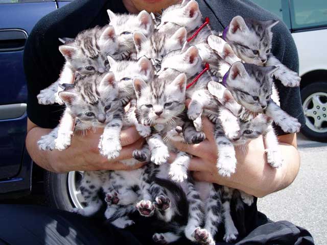 imagenes de gatos graciosos y tiernos