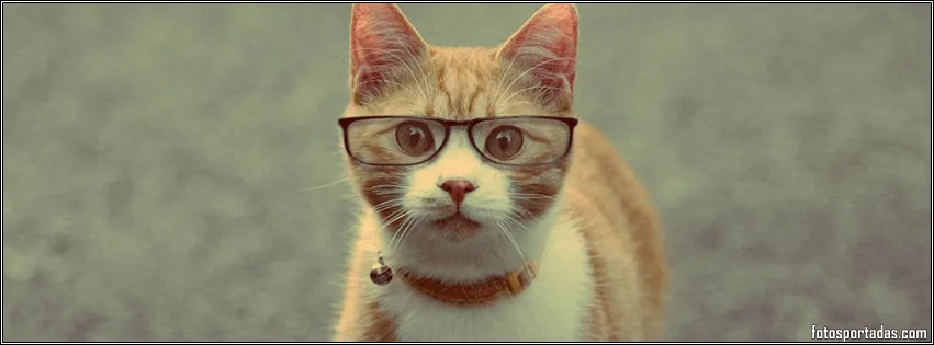 Imágenes de gatos con lentes para portadas de facebook - Fotos ... Imágenes de gatos con lentes para portadas de facebook - Fotos ...