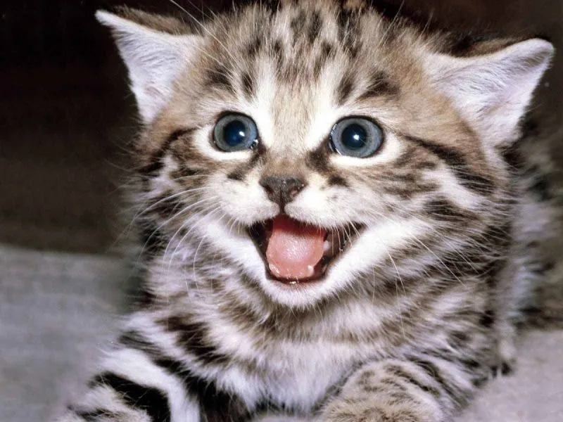 Imagenes de gatos tiernos | Imagenes Tiernas - Imagenes de Amor