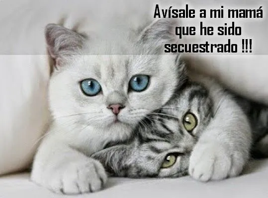 Imágenes De Gatos: Mininos Graciosos | Imágenes y Frases Bonitas Imágenes De Gatos: Mininos Graciosos | Imágenes y Frases Bonitas
