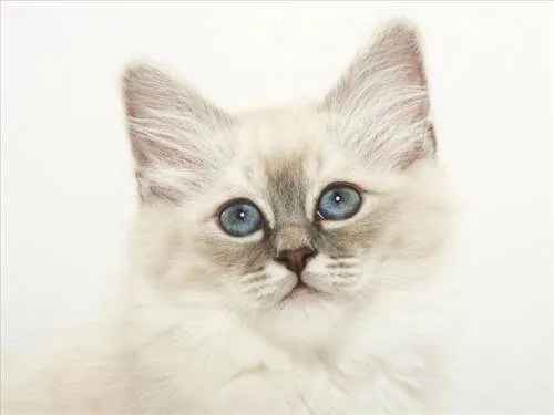 Imagenes de gatos con movimiento para celular - Imagui