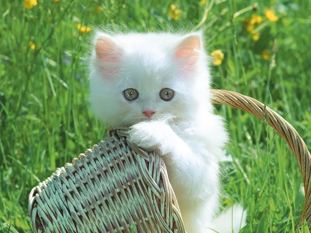 Imagenes de gatos persas