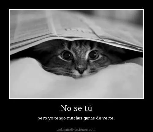 Imágenes de gatos tiernos ~ Los 20 mejores temas para Windows 7 Imágenes de gatos tiernos ~ Los 20 mejores temas para Windows 7