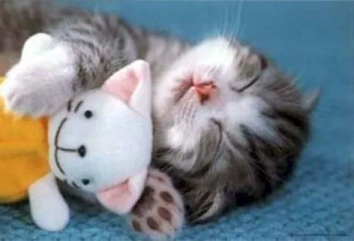 Imágenes tiernas de gatitos y perritos con sueño | Imagenes ... Imágenes tiernas de gatitos y perritos con sueño | Imagenes ...