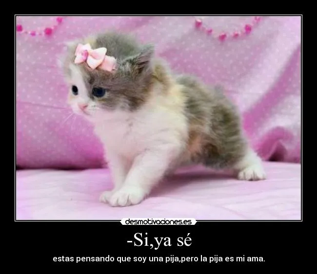 Gatitos graciosos y tiernos con frases - Imagui