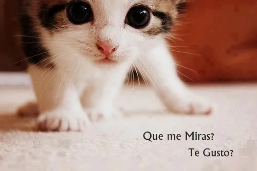 Imágenes de gatos tiernos | Imagenes Tiernas | Fotos Tiernas | Amor Imágenes de gatos tiernos | Imagenes Tiernas | Fotos Tiernas | Amor