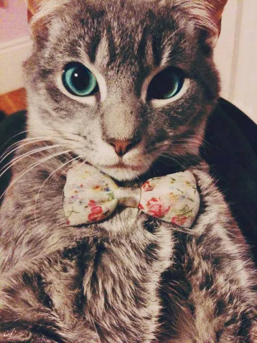 imágenes de gatos | Tumblr