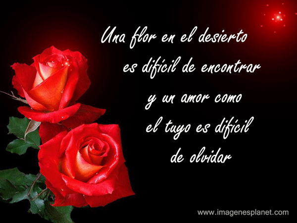 imagenes-de-rosas-lindas-con- ...