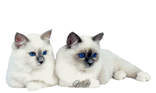 Imagenes GIF Animadas : Gatos