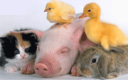 Imágenes de animale movibles - Imagui