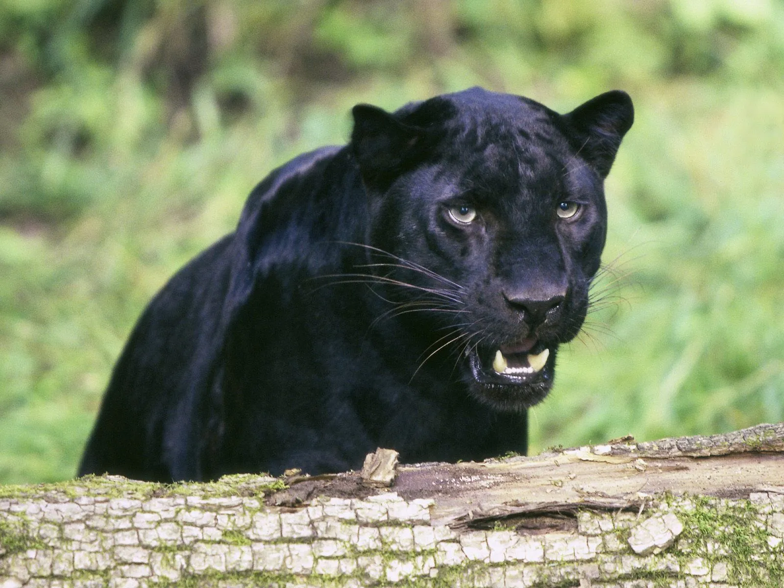 Imágenes gif de animales salvajes con movimiento - Imagui Imágenes gif de animales salvajes con movimiento - Imagui