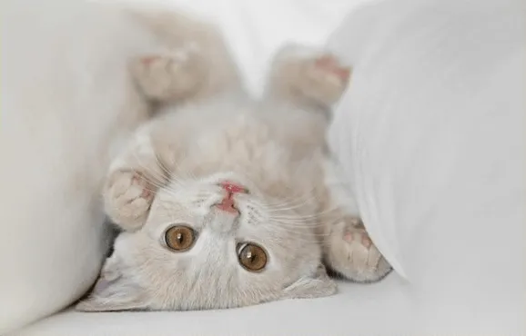 Gif de gatitos tiernos - Imagui